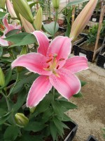 [5240 Marlon JWS No02.JPG]